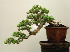 149 BONZAI A MAULEVRIER 2016_000031
